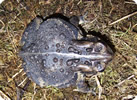 Eastern American Toad