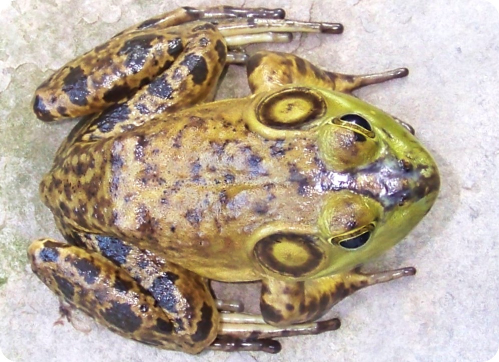 Bull Frog