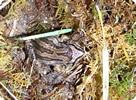 Western Chorus Frog