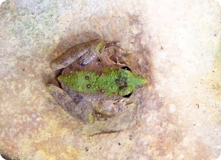 Blanchard's Cricket Frog