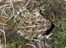 Fowler's Toad