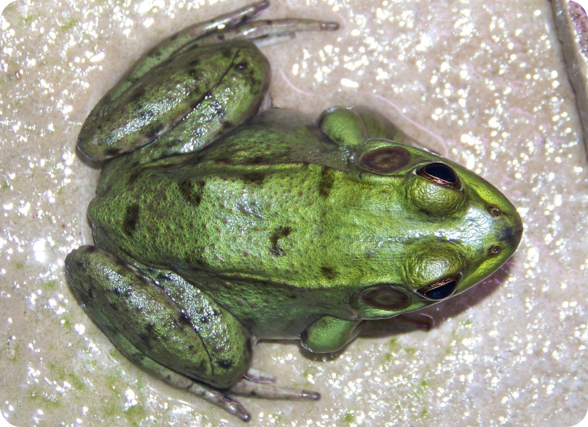 Green Tree Frog