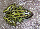 Northern Leopard Frog