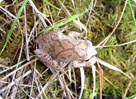 Northern Spring Peeper