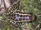 Pickerel Frog