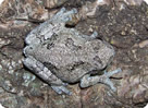 Eastern Gray Tree Frog