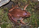 Wood Frog