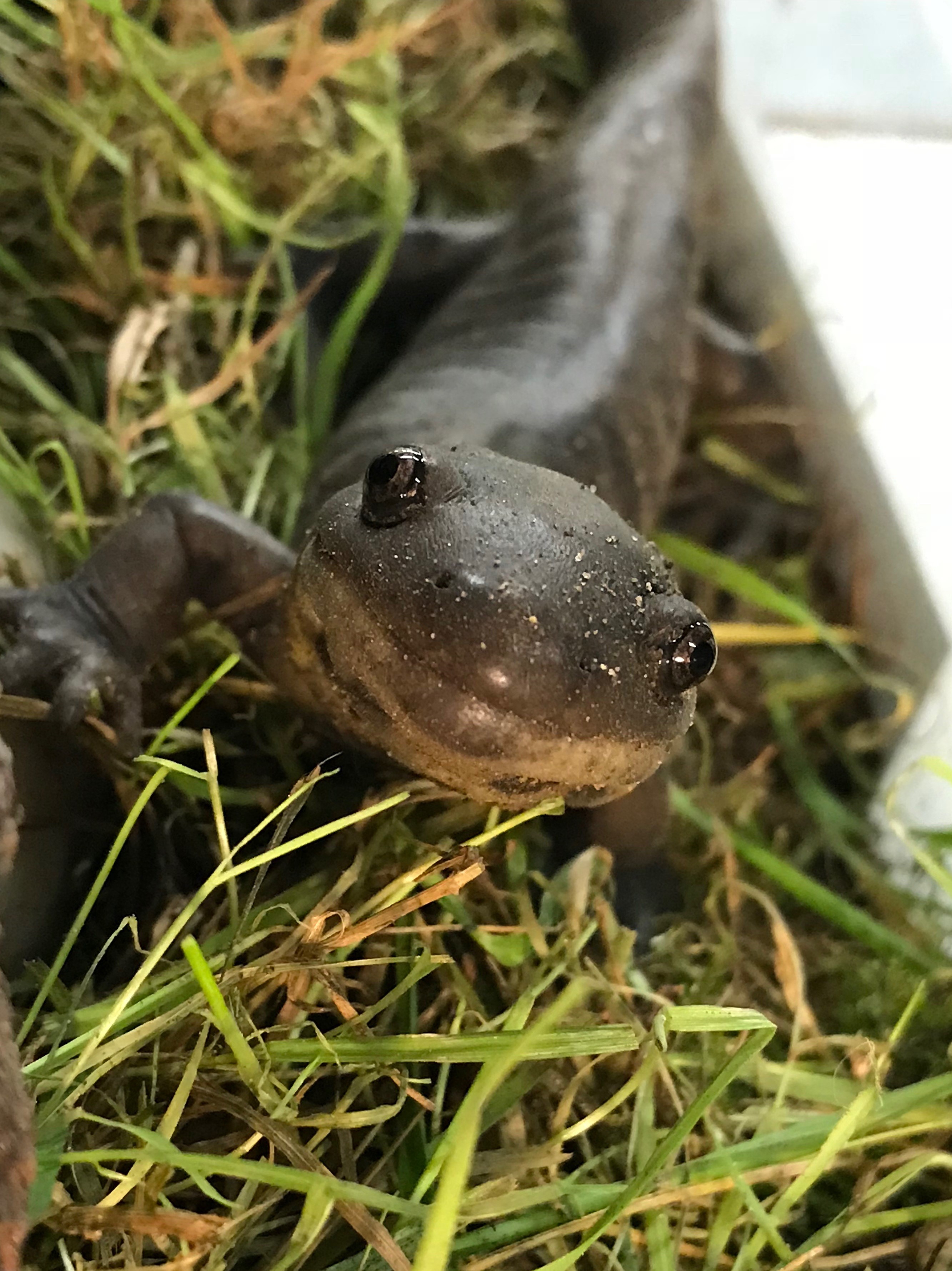 a Tiger Salamander