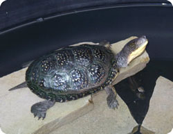 Blanding Turtle