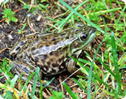 Mink Frog